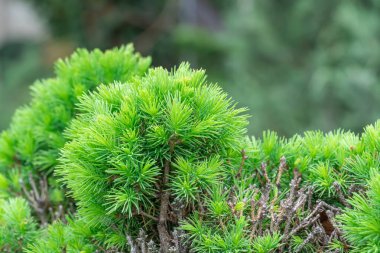 Kanada ladin dalları üzerinde küçük iğneler picea glauca conica. İlkbaharda yeşil kozalaklı ağaçtan filizlenir. Parlak yeşil bitki piramit gibi ve küçük boyutlarda. Taze ladin dalları.