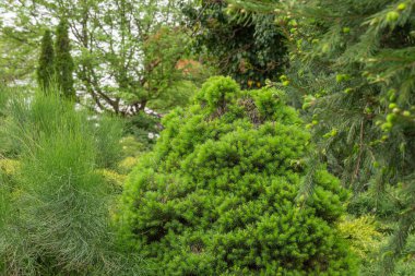 Kanada ladin ağacı kozalaklı picea glauca conica. İlkbaharda yemyeşil küçük iğneler ve filizler filizlenir. Parlak yeşil bitki piramit gibi ve küçük boyutlarda. Taze ladin dalları.