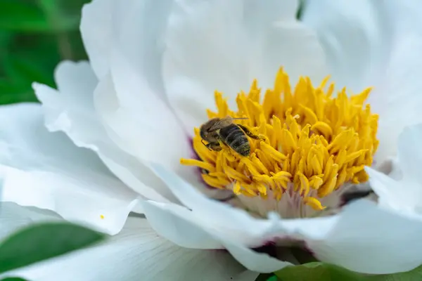 stock image Striped bee collects pollen on tree peony. Insect and white flower. Floral background of delicate flower paeonia suffruticosa. Honey bee collects nectar on peony blossom. Wildlife animal and plant.