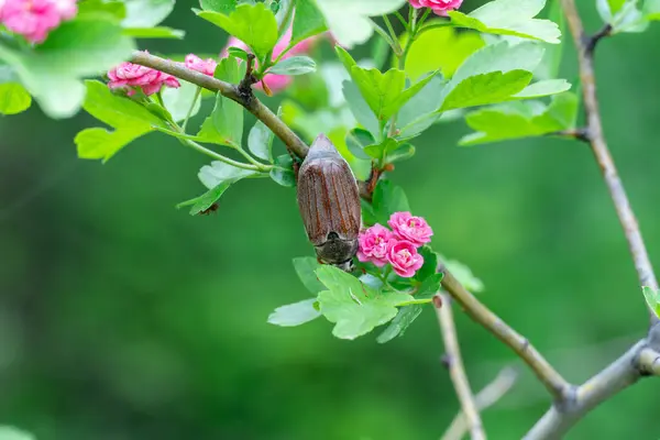 stock image Brown cockchafer sits and chews on hawthorn pauls scarlet. Insect of may bug and red flower. Wildlife animal chafer beetle. Floral background of flower crataegus laevigata and parasitic melolontha.