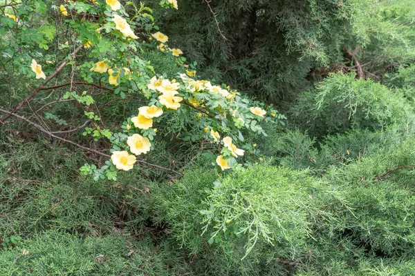 stock image Yellow flowers of bush rosa hugonis blooming in garden. Deciduous shrub of father hugos rose with arching habit. Golden rose china five petals. Landscape in effective barrier or hedge family rosaceae.