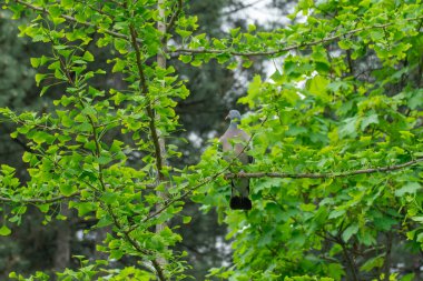 Parkta yeşil yapraklı ağaç dalında oturan kuş güvercini. Gerçek güvercin columba aile güvercini cinidir. O yemyeşil yaprakların arasında saklanır ve izler. Büyük şehir yabani olumbidae. Hayvan Yaban Hayatı
