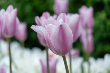Mor ve beyaz çiçekleri karıştırın laleler nehir kenarında çiçek açar. Liliaceae familyasının soğanlı süs lale bitkileri çiçek tarhında yetişir. Çiçek yaprakları açar. Tomurcuklardan çiçek halı. Peyzaj parkları