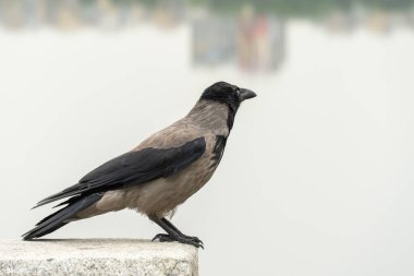 Kapüşonlu gri karga şehrin toprak taşıma nehrinde oturuyor. Corvus cornix, Avrasya 'da yaşayan bir kuş türüdür. Corvus corone cornix ayrıca kavrulmuş karga ya da kapüşonlu kapüşon olarak da bilinir. Yoldan geçen kuş.