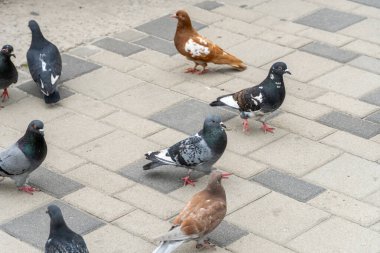 Güvercinler sehirdeki iskele nehrinde yürür. Bir kuş sürüsü geziniyor ve suya bakıyor. Gerçek güvercin columba aile güvercini cinidir. Şehir yabani kolobidonlarında çok yaygındır. Hayvan Yaban Hayatı.