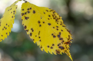 Ağaçta kuyruksokumu hastalığı olan sarı yapraklı benekler. Taş meyveli yaprağın zarar görmüş hali. Yaprak derisi bitkilerindeki kara delikler. Yapraklar üzerindeki ascomycete mantar blumeriella jaapii neden olur.