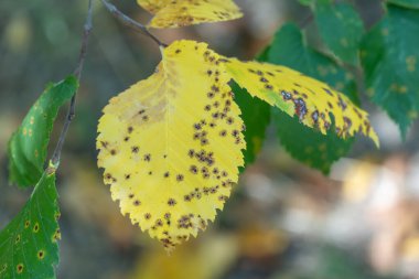Ağaçta kuyruksokumu hastalığı olan sarı yapraklı benekler. Taş meyveli yaprağın zarar görmüş hali. Yaprak derisi bitkilerindeki kara delikler. Yapraklar üzerindeki ascomycete mantar blumeriella jaapii neden olur.