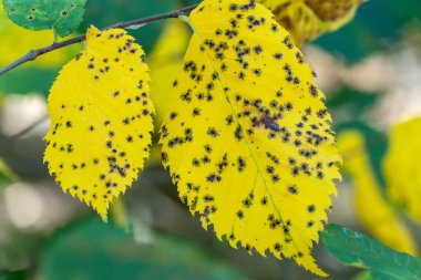 Ağaçta kuyruksokumu hastalığı olan sarı yapraklı benekler. Taş meyveli yaprağın zarar görmüş hali. Yaprak derisi bitkilerindeki kara delikler. Yapraklar üzerindeki ascomycete mantar blumeriella jaapii neden olur.