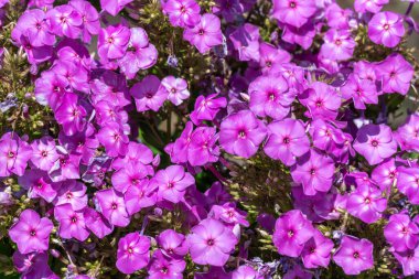 Bahçedeki mor fenikülasyon paniklemiş. Çalı filizi çiçekleri düşük ve büyümekte. Polemoniaceae familyasının ereksiyon sapına sahip bitkisel bitkiler. Süslü bahçecilik otlağı sınırı.