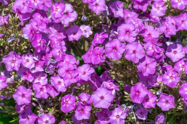 Garden purple phlox paniculata close-up. Flowers of bush phlox is low and  high growing. Perennial herbaceous plant with erect stem of polemoniaceae family. Ornamental gardening herbaceous border. clipart