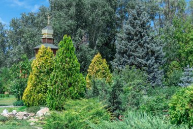 Bahçedeki kozalaklı ve yaprak döken bitkilerin bileşimi. Peyzaj ve bahçe tasarımı. Dekoratif çam ağaçları ve parktaki renkli çalılar. Çeşitli doğayla dolu rahat bir köşe. Bahçecilik.