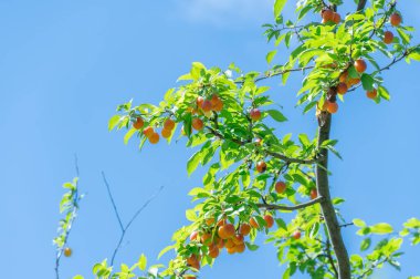 Bahçedeki ağaçta sarı meyveler olan kiraz eriği dalları. Olgunlaşan tatlı erik meyveleri. Prunus cerasifera, meyve bahçesinde yetişen bir bitki familyasıdır. Tkemali sosunun bileşeni. Benim robalanımı hasat ediyor..