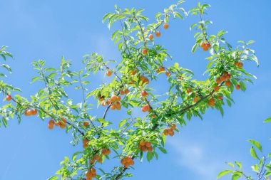 Cherry plum branches with yellow fruits on tree in garden. Sweet spreading plum berries ripen. Prunus cerasifera is plant family rosaceae in orchard. Component of tkemali sauce. Harvesting myrobalan. clipart