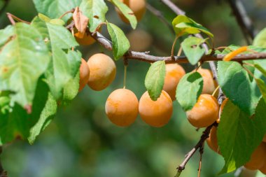 Bahçedeki ağaçta sarı meyveler olan kiraz eriği dalları. Olgunlaşan tatlı erik meyveleri. Prunus cerasifera, meyve bahçesinde yetişen bir bitki familyasıdır. Tkemali sosunun bileşeni. Benim robalanımı hasat ediyor..