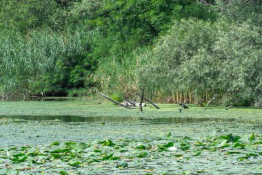Yavaşça akan nehir sarı nilüferlerle kaplıdır. Ekolojik sorun sığ ve sık. Nuphar lutea perifhaeaceae familyasının uzun ömürlü su bitkisi. Bankalar yeşil kamış ve kamış yetiştirmiş..