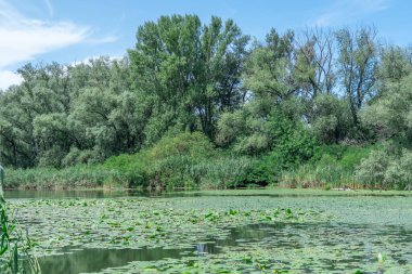 Yavaşça akan nehir sarı nilüferlerle kaplıdır. Ekolojik sorun sığ ve sık. Nuphar lutea perifhaeaceae familyasının uzun ömürlü su bitkisi. Bankalar yeşil kamış ve kamış yetiştirmiş..