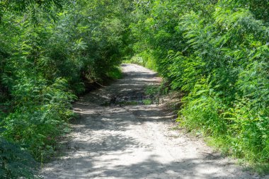Ormandaki kum yolu. Garaj yolundaki dört tekerlekli bisikletin lastik izi. Doğa arazisindeki dörtlü bisikletin izi. Kum dokusu bozuk. Ormanda yol kapalı. Güneşli bir günde kum tepeleri ve yeşil orman.
