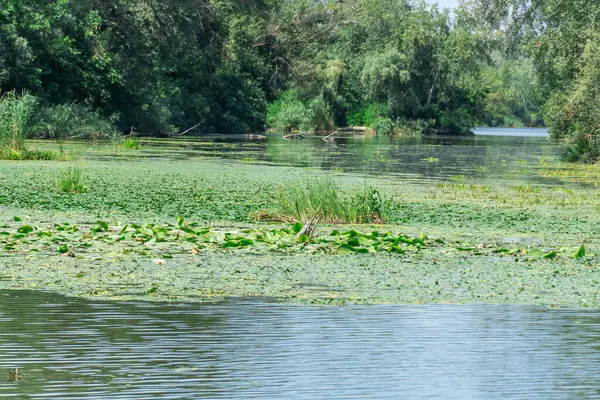 stock image Slowly flowing river is overgrown with yellow water lilies. Ecological problem shallow and thickets. Nuphar lutea perennial aquatic plant of family nymphaeaceae. Banks overgrown green reed and cane.