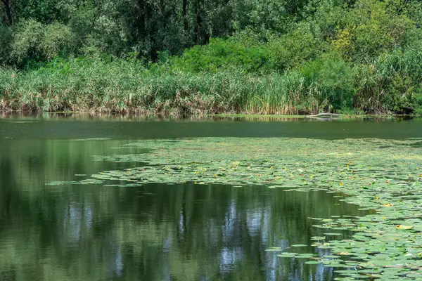 stock image Slowly flowing river is overgrown with yellow water lilies. Ecological problem shallow and thickets. Nuphar lutea perennial aquatic plant of family nymphaeaceae. Banks overgrown green reed and cane.