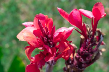 Bahçede yeşil yapraklı süslemeli kırmızı konserve kutusu. Parkta açan tropikal çiçekli Hint zambağı. Monotipik cannaceae familyasının cinsi. Ebedi bitkiler ve çiçekler asimetrik..