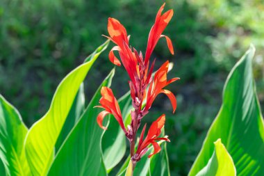 Ornamental red canna indica with green leaves in garden. Indian lily of tropical flower blooming in park. Genus of monotypic cannaceae family. Perennial herbaceous plants and flowers asymmetrical. clipart