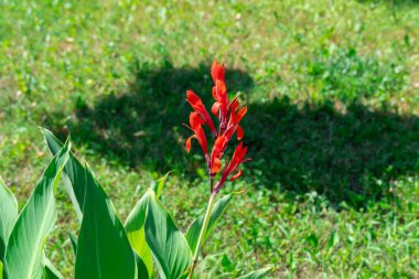 Ornamental red canna indica with green leaves in garden. Indian lily of tropical flower blooming in park. Genus of monotypic cannaceae family. Perennial herbaceous plants and flowers asymmetrical. clipart