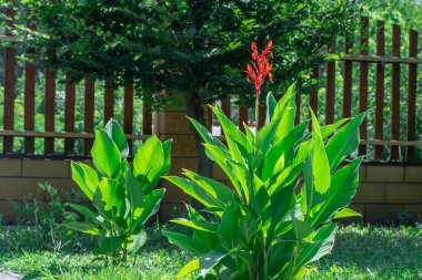 Ornamental red canna indica with green leaves in garden. Indian lily of tropical flower blooming in park. Genus of monotypic cannaceae family. Perennial herbaceous plants and flowers asymmetrical. clipart