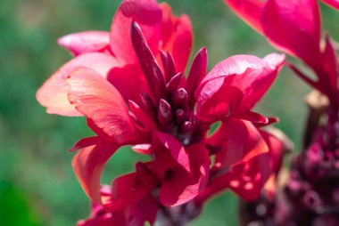 Bahçede yeşil yapraklı süslemeli kırmızı konserve kutusu. Parkta açan tropikal çiçekli Hint zambağı. Monotipik cannaceae familyasının cinsi. Ebedi bitkiler ve çiçekler asimetrik..