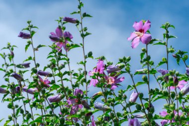 Botanik bahçesinde açan amber şurubu çiçekleri. Malvaceae ailesinin yaprak döken çalıları, büyük beş yaprak dolgusu ile çiçek açıyor. Parkta Koreli Sharon gülü yetişiyor. Çiçek açan bitki..