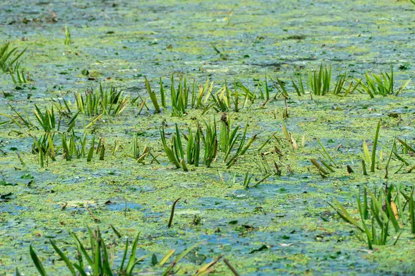 stock image Green leaves of stratiotes aloides on water surface. Green aquatic plant floating water soldiers on overgrown river. Hydrocharitaceae family grows on water. Continuous thickets on slowly flowing lake.