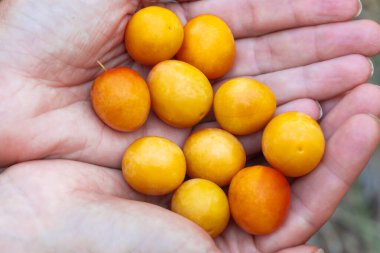 Kadın avuçlarında olgun kiraz eriği hasadı var. Olgunlaşan tatlı erik meyveleri. Prunus cerasifera, meyve bahçesinde yetişen bir bitki familyasıdır. Tkemali sosunun bileşeni. Hasat ve bahçıvanlık..