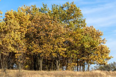 Sarı meşe yaprakları ve otlarla dolu sonbahar manzarası. Altın ağaçlı sonbahar tepesi ve kahverengi bitkilerle dolu çayır manzarası. Altın rengi, açık mavi gökyüzü olan güneşli bir vadi. Sakin bir sonbahar sahnesi..
