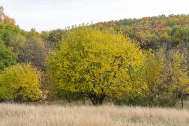 Renkli sonbahar yaprak döken ormanın panoramik manzarası. Ağaçlarda sarı kırmızı ve yeşil yapraklar olan sonbahar manzarası. Sonbahar doğasında parlak yaprak rengi. Sakin doğa manzarası ve açık havada portakal yaprakları..