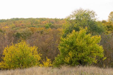 Renkli sonbahar yaprak döken ormanın panoramik manzarası. Ağaçlarda sarı kırmızı ve yeşil yapraklar olan sonbahar manzarası. Sonbahar doğasında parlak yaprak rengi. Sakin doğa manzarası ve açık havada portakal yaprakları..
