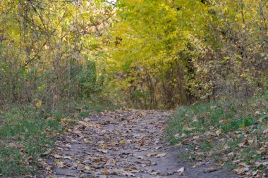 Sonbaharda yaprak döken ormanda boş bir yürüyüş yolu. Ağaçların içinde, ağaçların arasında, sarı yapraklı toprak yol. Ağaçlı patika, sonbahar yapraklarının renginde. Atmosferik düşüş havası.