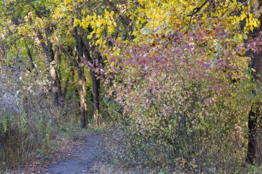 Sonbaharda yaprak döken ormanda boş bir yürüyüş yolu. Ağaçların içinde, ağaçların arasında, sarı yapraklı toprak yol. Ağaçlı patika, sonbahar yapraklarının renginde. Atmosferik düşüş havası.