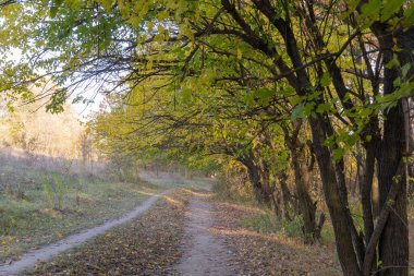 Sonbaharda yaprak döken ormanda boş bir yürüyüş yolu. Ağaçların içinde, ağaçların arasında, sarı yapraklı toprak yol. Ağaçlı patika, sonbahar yapraklarının renginde. Atmosferik düşüş havası.