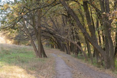 Sonbaharda yaprak döken ormanda boş bir yürüyüş yolu. Ağaçların içinde, ağaçların arasında, sarı yapraklı toprak yol. Ağaçlı patika, sonbahar yapraklarının renginde. Atmosferik düşüş havası.