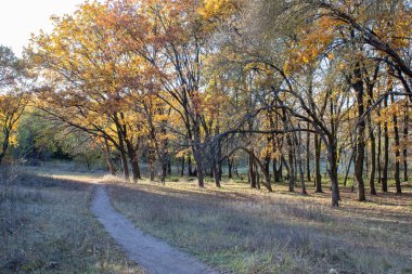 Sonbaharda yaprak döken ormanda boş bir yürüyüş yolu. Ağaçların içinde, ağaçların arasında, sarı yapraklı toprak yol. Ağaçlı patika, sonbahar yapraklarının renginde. Atmosferik düşüş havası.