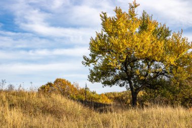 Sonbaharda çayırda sarı yapraklı yabani kayısı ağacı. Kuru sonbahar otlarının arasında yapayalnız bir meyve bitkisi. Altın yapraklı dallar prunus armeniaca. Güneşli vadi ve açık mavi gökyüzü. Ruh hali..