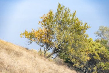 Sonbaharda çayırda sarı yapraklı yabani kayısı ağacı. Kuru sonbahar otlarının arasında yapayalnız bir meyve bitkisi. Altın yapraklı dallar prunus armeniaca. Güneşli vadi ve açık mavi gökyüzü. Ruh hali..