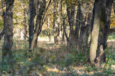 Akçaağaç gövdelerinden yapılmış doğal sonbahar tüneli. Yaprak döken bitkiden gelen sarı yapraklı kemer sonbaharda büyür. Açık havada turuncu yapraklar. Akçaağaç kemeri ve ağaçlar renkli ormanda sıra sıra tünel kazıyor. Sakin doğa