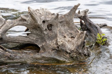 Nehirde devrilmiş bir ağaç yığını var. Bitki zamanla çürüdü ve suda kırıldı. Ağacın çürümesi ve tahrip edilmesi uzun sürdü. Gri ahşap doğa dokusu. Vahşi ölü oyuk kütük.
