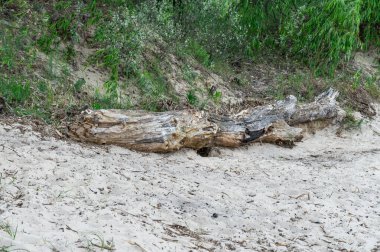 Big snag of fallen trunk old tree in the river. Plant has rotted over time and broken in water. Decomposition and destruction of tree in long time. Gray wood nature texture. Wild dead hollow log. clipart