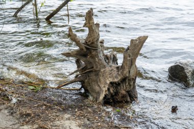 Nehirde devrilmiş bir ağaç yığını var. Bitki zamanla çürüdü ve suda kırıldı. Ağacın çürümesi ve tahrip edilmesi uzun sürdü. Gri ahşap doğa dokusu. Vahşi ölü oyuk kütük.