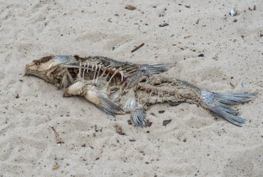 Kumlu sahilde yatan ölü balık iskeleti. Nehir kıyısında çürüyen balıklar. Kemikler ve fosil hayvan.