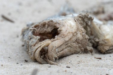 Kumlu sahilde yatan ölü balık iskeleti. Nehir kıyısında çürüyen balıklar. Kemikler ve fosil hayvan.