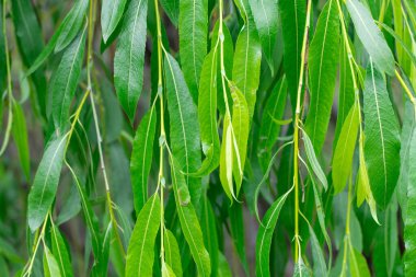 Ağlayan söğüt ağacının yeşil dalları. Doku yaprakları tükürük bakterisi uzun ve uzundur. Salicaceae familyasının yemyeşil yaprakları. Babil söğüdünün taze yaprakları. Yeşil arkaplan.