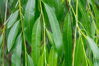 Ağlayan söğüt ağacının yeşil dalları. Doku yaprakları tükürük bakterisi uzun ve uzundur. Salicaceae familyasının yemyeşil yaprakları. Babil söğüdünün taze yaprakları. Yeşil arkaplan.