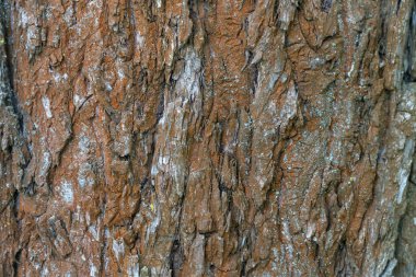 Ağaç kabuğunun kırmızımsı kahverengi dokusu. Gövdenin doğal kabataslak yüzeyinin karmaşık deseni. Ahşap, kızıl, kahverengi, kaba bir cilt. Doğal kabartmalı duvar kağıdı ve doku..